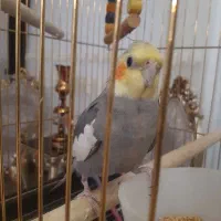 گمشده در کوی معلم