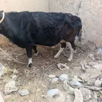 گاو|حیوانات مزرعه|پاتاوه, |دیوار