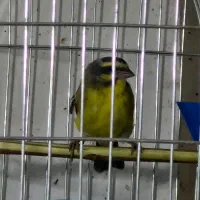 یاسمین ماده سهره قناری فنچ|پرنده|تهران, سردارجنگل|دیوار