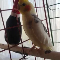 دوعدد عروس هلندی نر ماده ویک جفت مرغ عشق|پرنده|ابهر, |دیوار