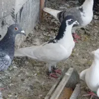 کفتر صیدقلدر|پرنده|مشهد, گرجی علیا|دیوار