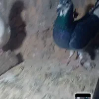 کفترباذاغ دم سفیدم مامعله میکنم