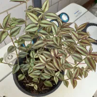 حراج گل حسن یوسف خوشرنگ وقرمز