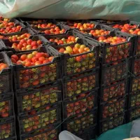 فروش گوجه|عمده‌فروشی|درودزن, |دیوار