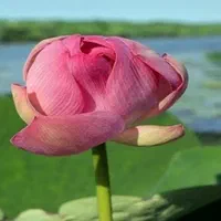 اسکله گردشگری تالاب مرداب بندرانزلی بدون واسطه vlp