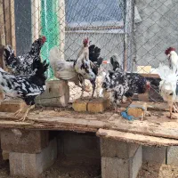 مرغ|حیوانات مزرعه|شهرکرد, |دیوار