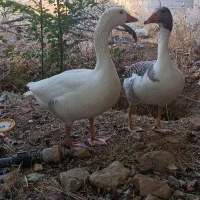 فروش حیوانات مزرعه