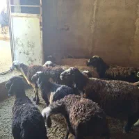 ۸ راس میش
