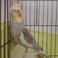 عروس هلندی نر بالغ