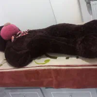 خرس ولنتاین|اسباب‌‌بازی|اردبیل, |دیوار