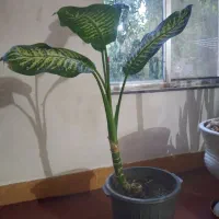 گل دیفن باخیا