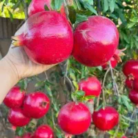 انار واندرگردو عناب یاس هلندی نهال درخت نهالستان