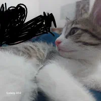گربه
