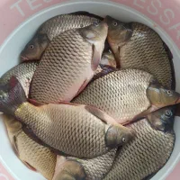 فروش ماهی صید روز تحویل درب منزل