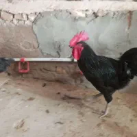 خروس سیاه خروس مشکی قربانی|حیوانات مزرعه|تهران, هلال احمر|دیوار