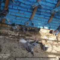 کبوتر|پرنده|خرمشهر, |دیوار