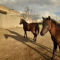 ۲عدد مادیون درجه یک کورد