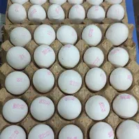 تخم مرغ روز مارکدار بدون واسطه از درب مرغداری