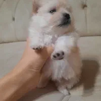 توله سگ پامر|سگ|کرمانشاه, |دیوار