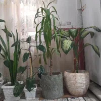 گل طبیعی|گل و گیاه طبیعی|سرپل ذهاب, |دیوار