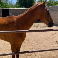 مادیون ترکمن جوان تعلیم دیده و آرام