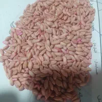 گندم بذری دیم