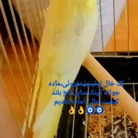 تعدادی عروس هلندی جفتی وتکی|پرنده|شیراز, گویم|دیوار