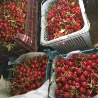 آلبالو گیلاسی  اورگانیک