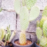 کاکتوس