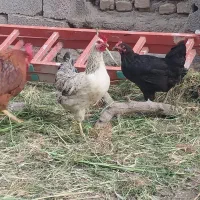 مرغ تخمی وخروس به فروش میرسد