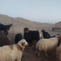 بز نر ، ساورین|حیوانات مزرعه|بولی, |دیوار