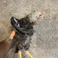جوجه/خروس قربانی/نگهداری