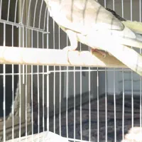 عروس هلندی سخنگو