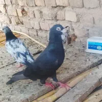 9عددکبوترفروشی