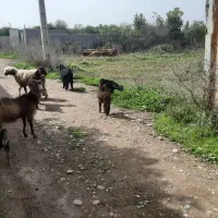 فروش فوری بزو بزغاله