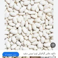 لوبیا سفید
