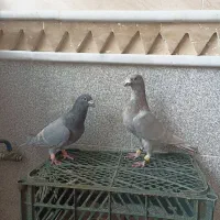 کبوتر کویتی