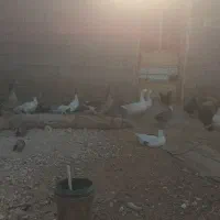 فروش تعدادی غاز  غویله سادات