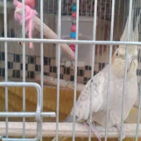 فروش عروس هلندی|پرنده|فولادشهر, مسکن مهر فولادشهر|دیوار