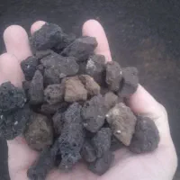 پوکه سیاه دانه قروه