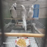 عروس هلندی|پرنده|قم, شهرک امام حسن|دیوار