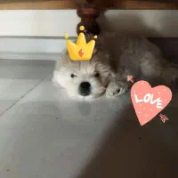 سگ پا کوتاه ۴ ماهه با مزه و شیطون