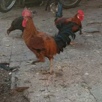 دوعدد خروس محلی به شرط|حیوانات مزرعه|شیراز, بازار|دیوار
