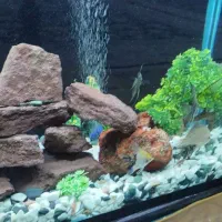 آکواریوم خوشکل پسند|ماهی|شوش, |دیوار