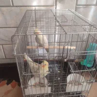 عروس هلندی.. ماده