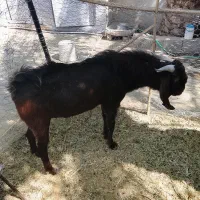 گوسفندنری‌بزرگ