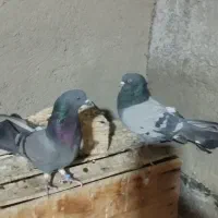 کفتر|پرنده|نسیمشهر, |دیوار