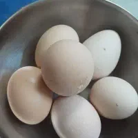 تخم مرغ محلی تازه