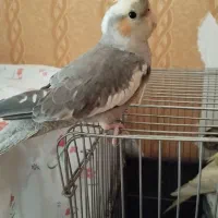 عروس هلندی|پرنده|کرمانشاه, |دیوار