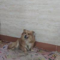 سگ پامرخرسی|حیوانات|اهواز, شهرک رزمندگان|دیوار